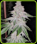 Fresh Orange - Dank Genetics