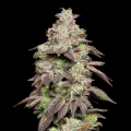 Fried Banana - Cookies Seed Bank