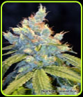 Frisco OG - Norstar Genetics