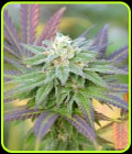 Frisco Snaps - Norstar Genetics