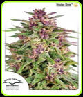 Frisian Dew - Dutch Passion Seeds