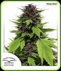 Frisian Duck - Dutch Passion Seeds
