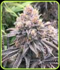 Fritter Delight - The Plug Seedbank