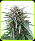 Frizzy Kush - Seed Stockers