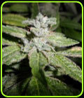 Fromage Blue - Pheno Finder Seeds