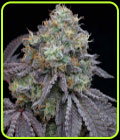 Frootz - Grounded Genetics