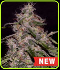 Frosted Guava - Cream of the Crop