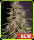 Frosted Guava Auto - Cream of the Crop