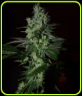 Frosted Madness - Grateful Seeds