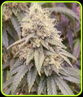 Frosted Onionz - Grateful Seeds