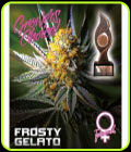 Frosty Gelato Auto - Growers Choice