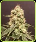 Frosty Purps - Pot Valley Seeds