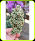 Frozen Cherry - Zmoothiez Seeds