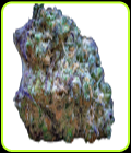 Frozen Cherry Runtz - Growers Choice
