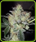 Fruit Bowl - Karma Genetics