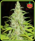 Fruit Cocktail - Ultra Genetics