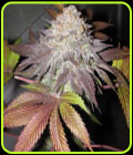 Fruit Cup - Cali Connection Seeds