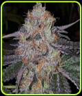 Fruit Drops - The Plug Seedbank