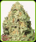 Fruit Punch - Heavyweight Seeds