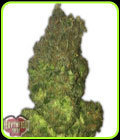 Fruit Punch Auto - Heavyweight Seeds