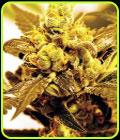 Fruit Salad - Expert Seeds