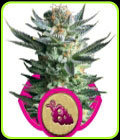 Fruit Spirit - Royal Queen Seeds