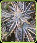 Fruit Tree - Cali Connection Seeds