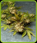 Fruit of the Gods - Delta 9 Labs Seeds