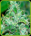 Fruity Chronic Juice - Delicious Seeds