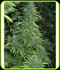 Fruity Cristal Kush - SuperAutos by Stitch
