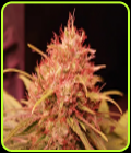 Fruity Gas - Propaganja Seeds