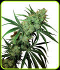 Fruity Juice - Sensi Seeds