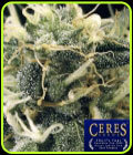 Fruity Thai - Ceres Seeds