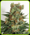 Fuel OG - Ripper Seeds