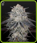 Fullgas - Green House Seeds