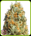 Fully Loaded Auto - Heavyweight Seeds