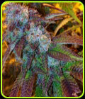 Funk Dawg - Dankonomics Genetics