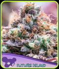 Future Island - Anesia Seeds