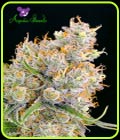 Future #1 - Anesia Seeds