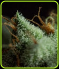 G.O.S - R-Kiem Seeds