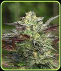 G.S. Cookies - Humboldt Seed Company
