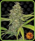G13 Haze - Barneys Farm Seeds