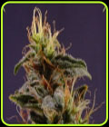 G13 Haze x NYC Diesel - Soma Seeds