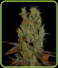 G13 Haze x Somango - Soma Seeds