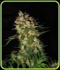 G13 x Blueberry Headband - Emerald Triangle Seeds