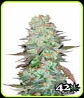 G14 - FastBuds