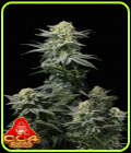GG4 Sherbet Fast Flowering - FastBuds