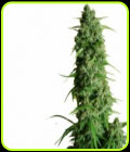 GGG1 Auto - Guy's Girl Scout Cookie Glue - Dr Krippling Seeds