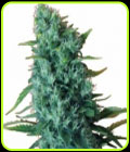 GGG2 Auto - Gorilla Infested Gelato - Dr Krippling Seeds