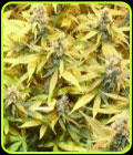 GGG3 Auto - Gelato Cookie D'Oh-ope - Dr Krippling Seeds